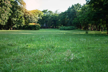 Lawn with green nature in the gardenの写真素材
