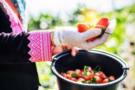 fresh strawberries on hand of the gardener.の写真素材