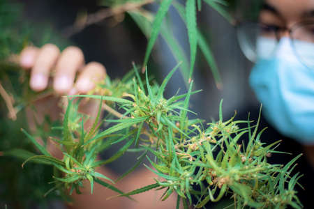 Green leaf of marijuana in a hand doctor.