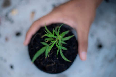 Hand of farmer holds a pot of marijuana seedlings on the ground.の写真素材