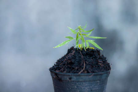 Marijuana seedlings on pots in the garden.の写真素材