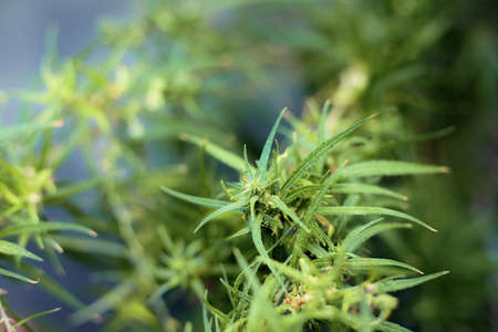 Marijuana are growing in farm with green of nature background.