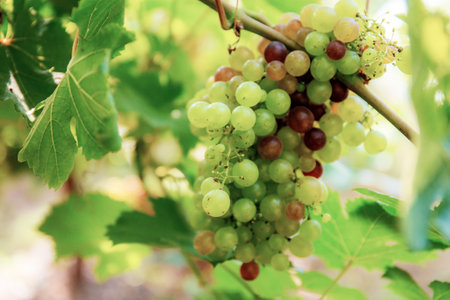 Grapes on tree in vineyard with the sunlight of Thailand.の写真素材