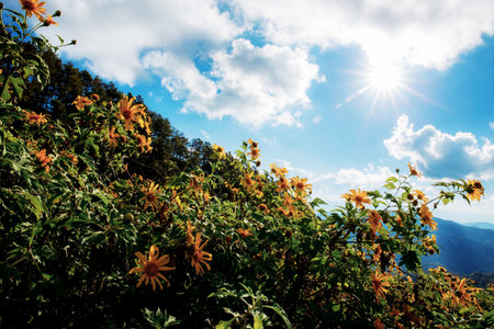 Bua tong flower on hill in the winter at sunlight.