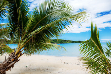 Palm tree at sea with the blue sky.の写真素材