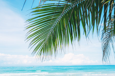 Palm leaves with the sky at sea.の写真素材