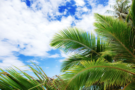 Palm leaves at sea with the blue sky.の写真素材