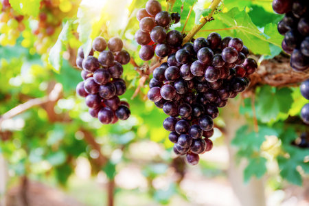 Red grapes on tree in vineyard with the sunlight of Thailand.の写真素材