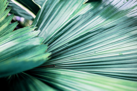 Texture of palm leaves with background.の写真素材