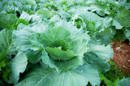 Cabbage on a plot in the winter.