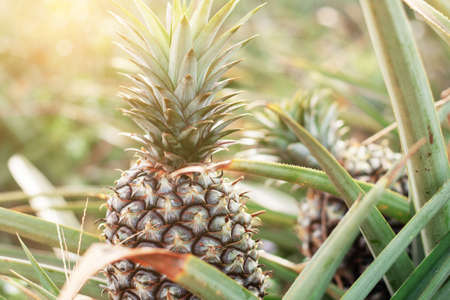 Pineapple on plantation with the sunlight.の写真素材