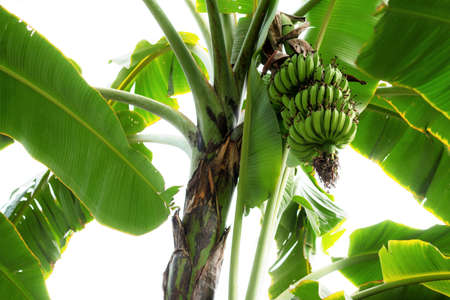 Bananas on tree at sunlight with the sky.の写真素材