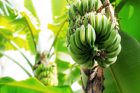 Raw bananas on trees in the countryside.の写真素材