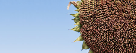 Sunflower seeds on dry trees with the blue sky.の写真素材