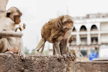 monkey on the old building at sky.の写真素材