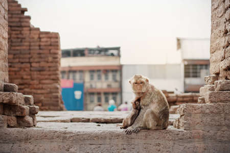 monkey on the old building in city.