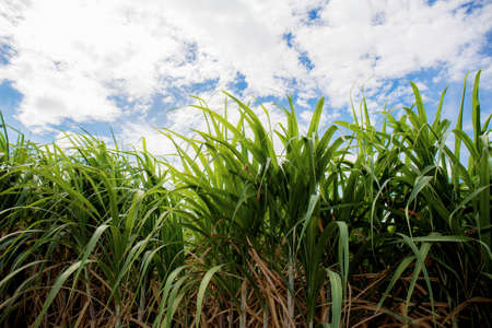 Sugarcane leaves on farm with the blue sky.の写真素材