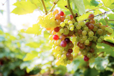 Grapes on tree with sunlight in vineyard.の写真素材