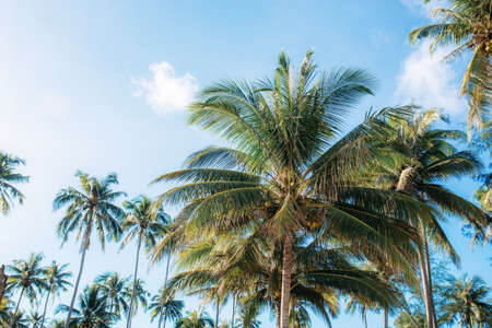 Palm tree at sky with the sunlight.の写真素材