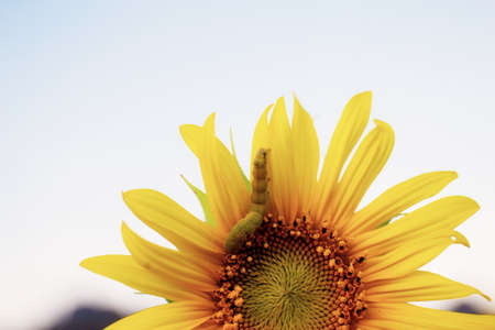 Worm on sunflower at sunlight with the sky background.の写真素材