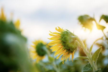 Sunflower blooming at the sky in winter.の写真素材