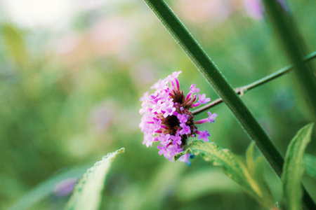Purple flowers head of blooming with the beautiful in nature.の写真素材