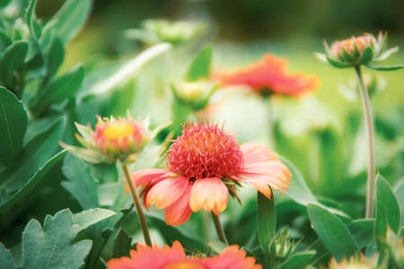Orange flowers of blooming with the beautiful in winter.の写真素材