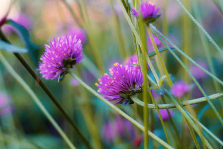 Purple flowers in park with tha natural background.の写真素材