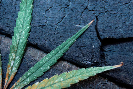 Marijuana leaves on wooden floor with background.の写真素材