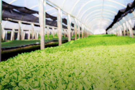 Organic vegetable are growing in greenhouse with the sky.の写真素材