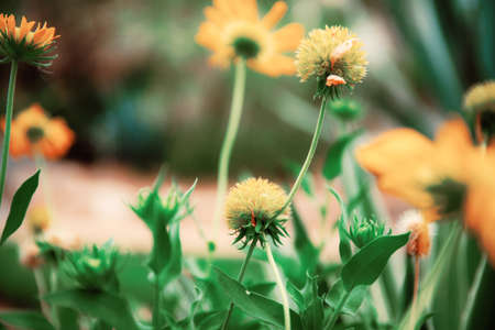 Yellow of head flower in park with the nature background.の写真素材