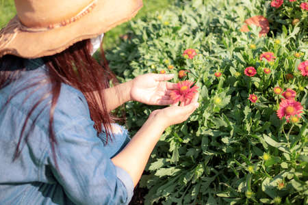 Young woman caring flowers on plot in the garden.の写真素材