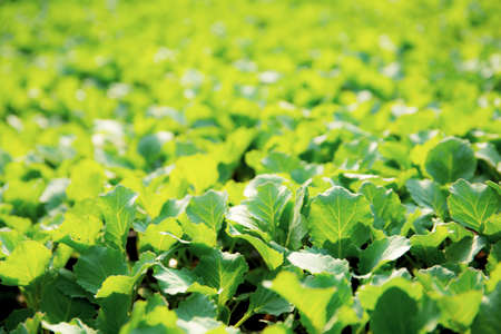 Organic vegetable in greenhouse with the sunlight.の写真素材