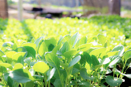 Organic vegetable on plate with the sunlight in farm.の写真素材