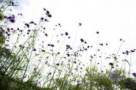Purple of head flower in field with the natural at sky background.の写真素材