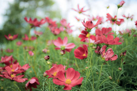 Red of cosmos flower in field with the sunlight.の写真素材