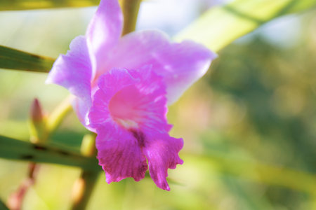 Purple orchid with the sunlight in garden.の写真素材