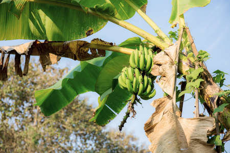 Banana on tree in farm with the sky.の写真素材