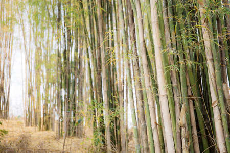 Bamboo tree in forest with the sunlight.