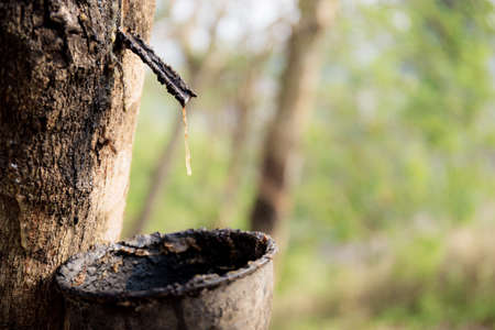 Old bowl of dry on rubber tree in farm.の写真素材
