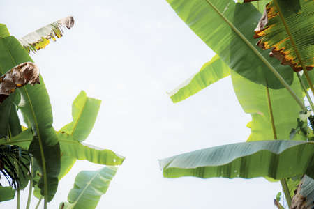 Banana leaves on tree in farm with the sky.の写真素材