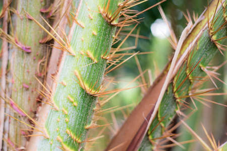 Tree of spike with texture in park.の写真素材
