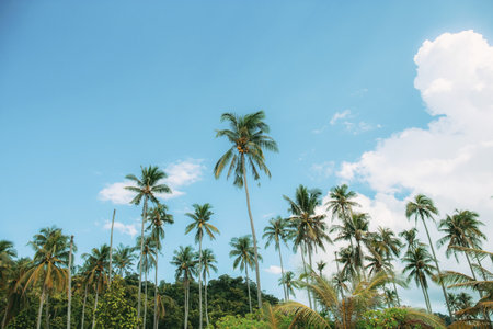Coconut tree on beach at sea with the blue sky.の写真素材