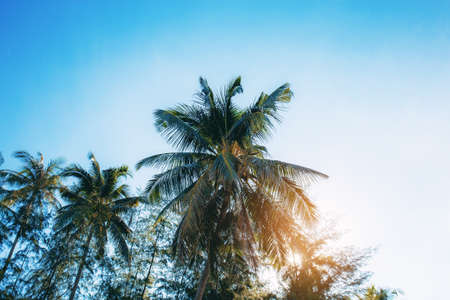 Coconut tree with the sunlight at sky.の写真素材