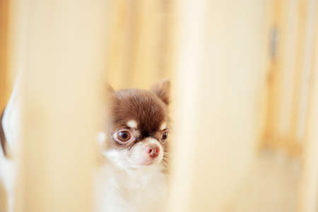 Dog in a wooden cage with blur background.の写真素材