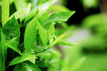 Leaves of tree in park with the green background.の写真素材