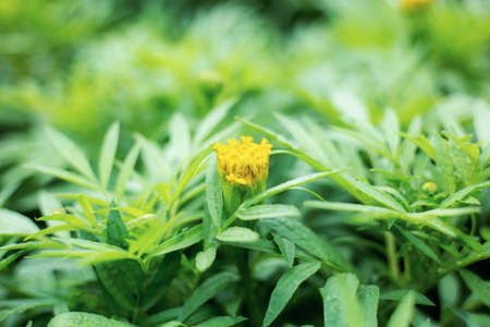 Growing buds of marigold in the garden with green background.の写真素材