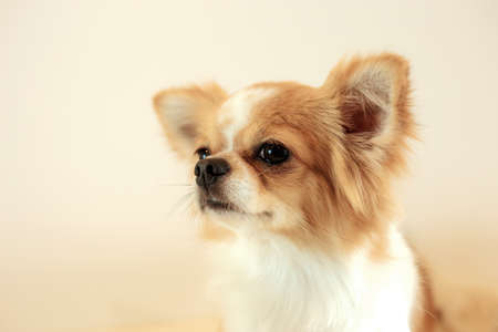 Dog are looking in the pet shop.の写真素材