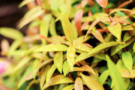 Leaves and water drops of fresh in the rainy season with nature.の写真素材