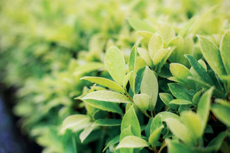 Leaves with sunrise of green fresh background.の写真素材